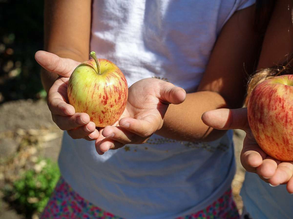 Buena hidratación y aprovechar las frutas de la estación: recomendaciones para incorporar hábitos saludables este verano