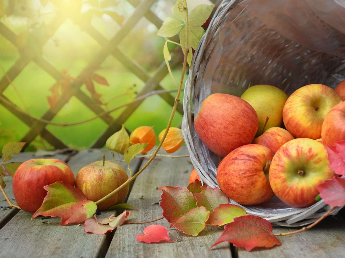 Alimentación en otoño: ¿Qué se recomienda consumir?