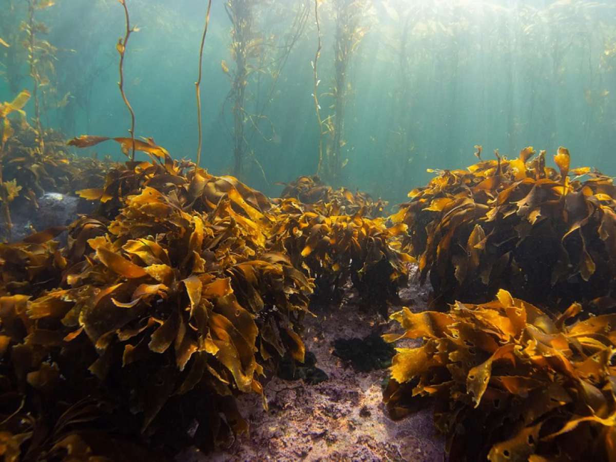 El enigmático tesoro submarino de Chiloé: Los secretos de los cochayuyos y huiros.