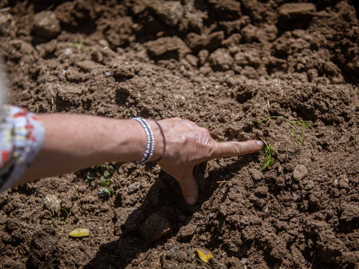 Incorporando el enfoque regenerativo en la lucha contra el cambio climático