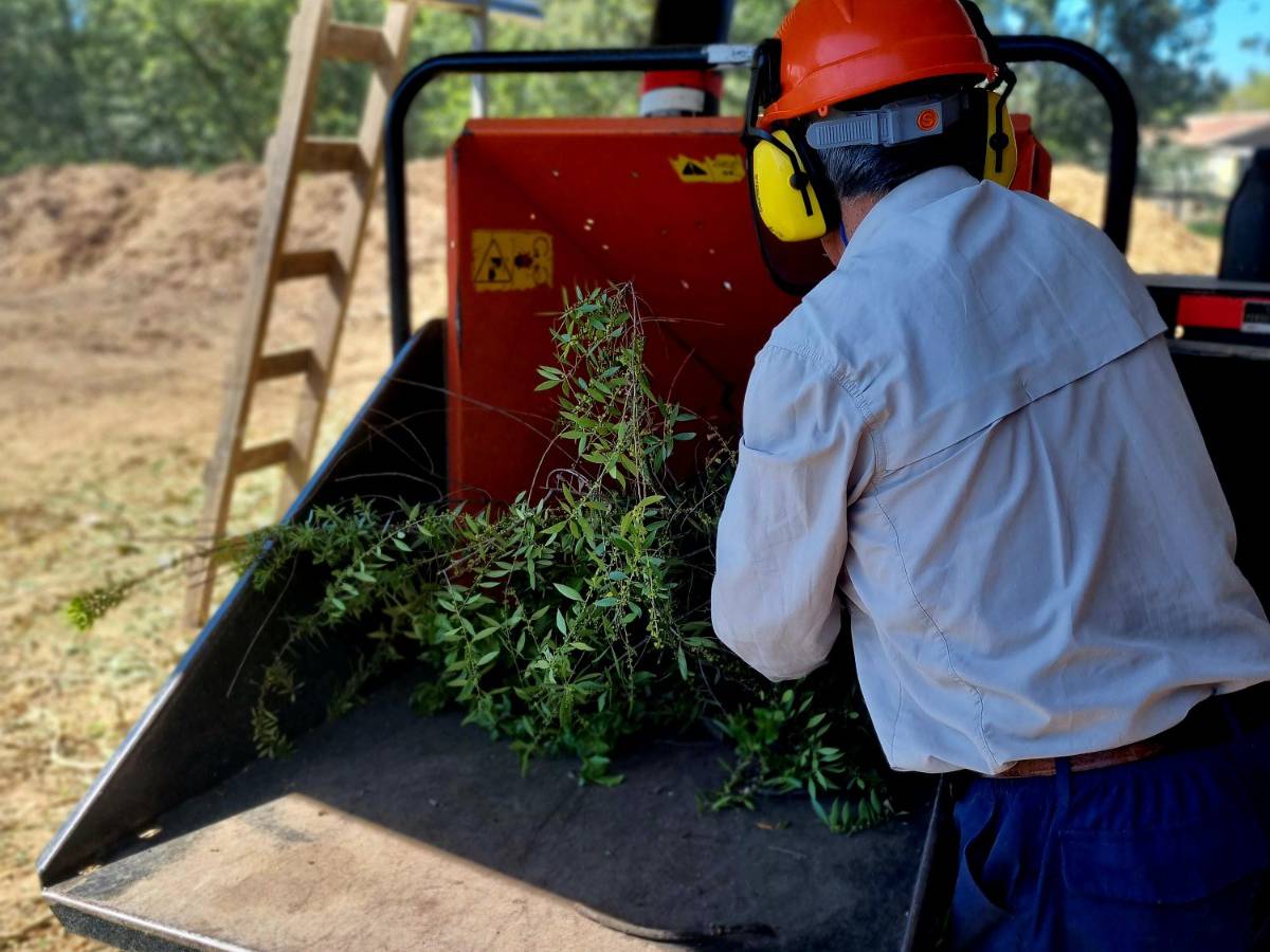 Municipalidad de Chillán ecologiza trabajo de podas gracias al uso de chipeadora de troncos