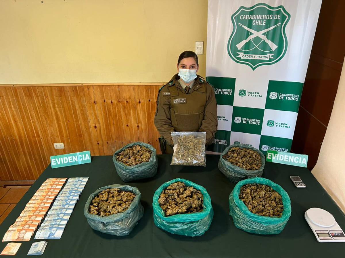 Carabineros del OS7 Ñuble detuvo en San Carlos a organización criminal dedicada al tráfico de marihuana