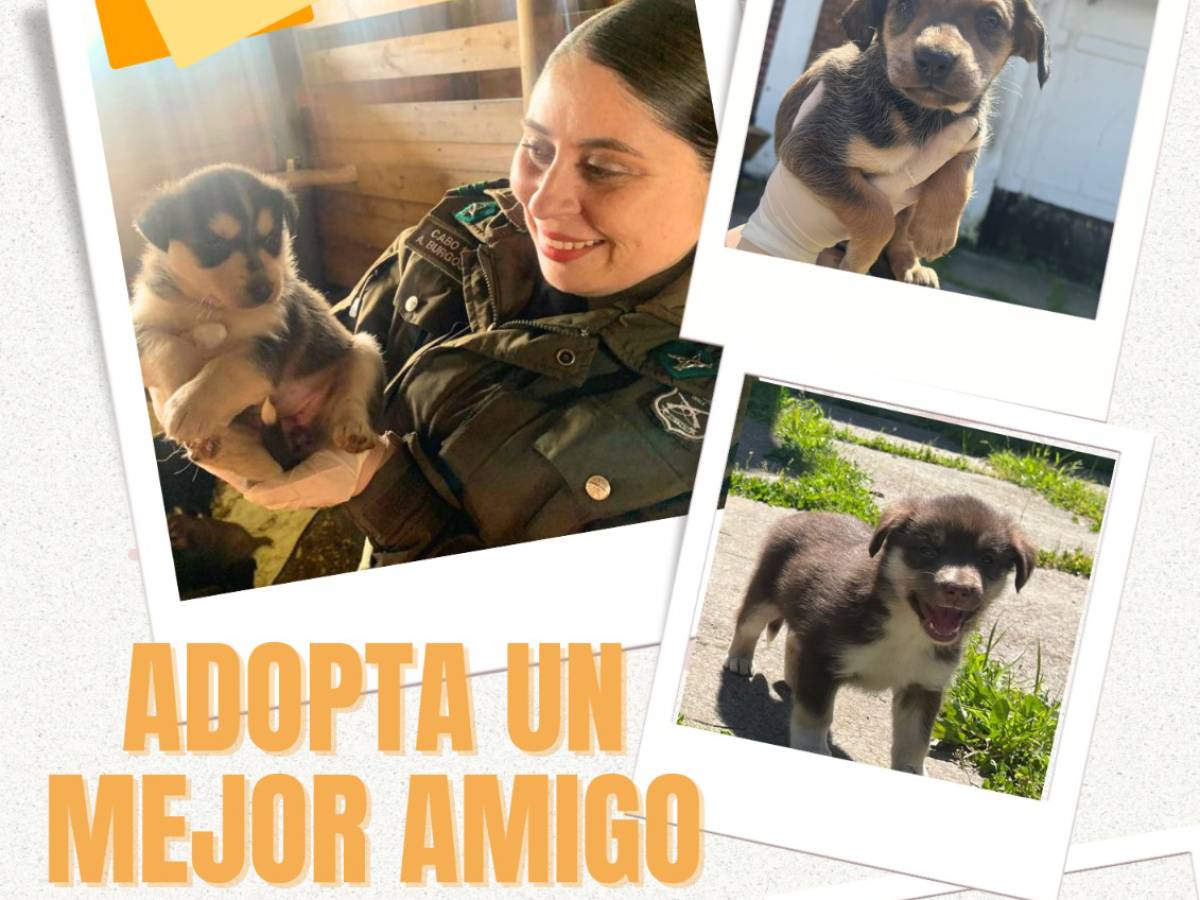 Carabineros realizará segunda versión de la campaña ‘Adopta un Mejor Amigo’