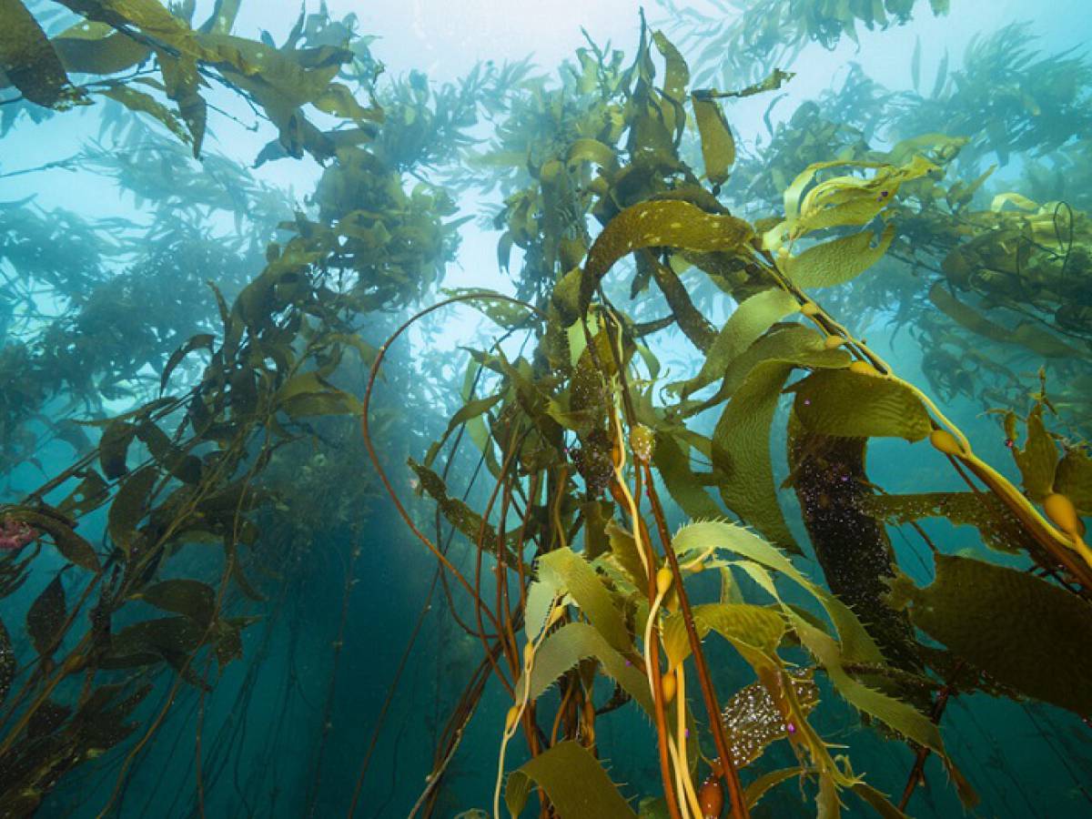 Lanzamiento de guía de mapeo de bosques azules reúne a más de 50 expertos con importante protagonismo de Chile