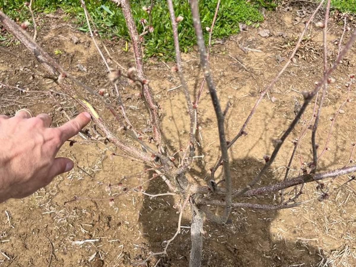 Ante inestabilidad climática experto de Agronomía UdeC entrega consejos para manejar  enfermedades del avellano europeo