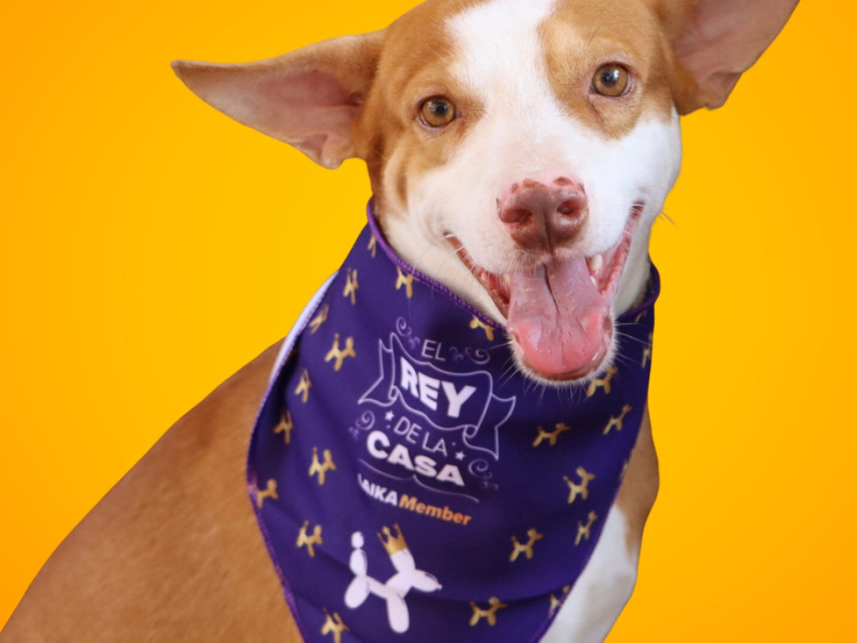 EL GRUPO CHILENO QUE CREYO EN LAIKA, La App líder en productos  para mascotas en Chile