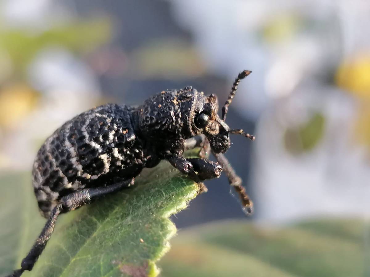 Productores conocerán uso de hongos endófitos para controlar agresiva plaga en huertos de avellano europeo