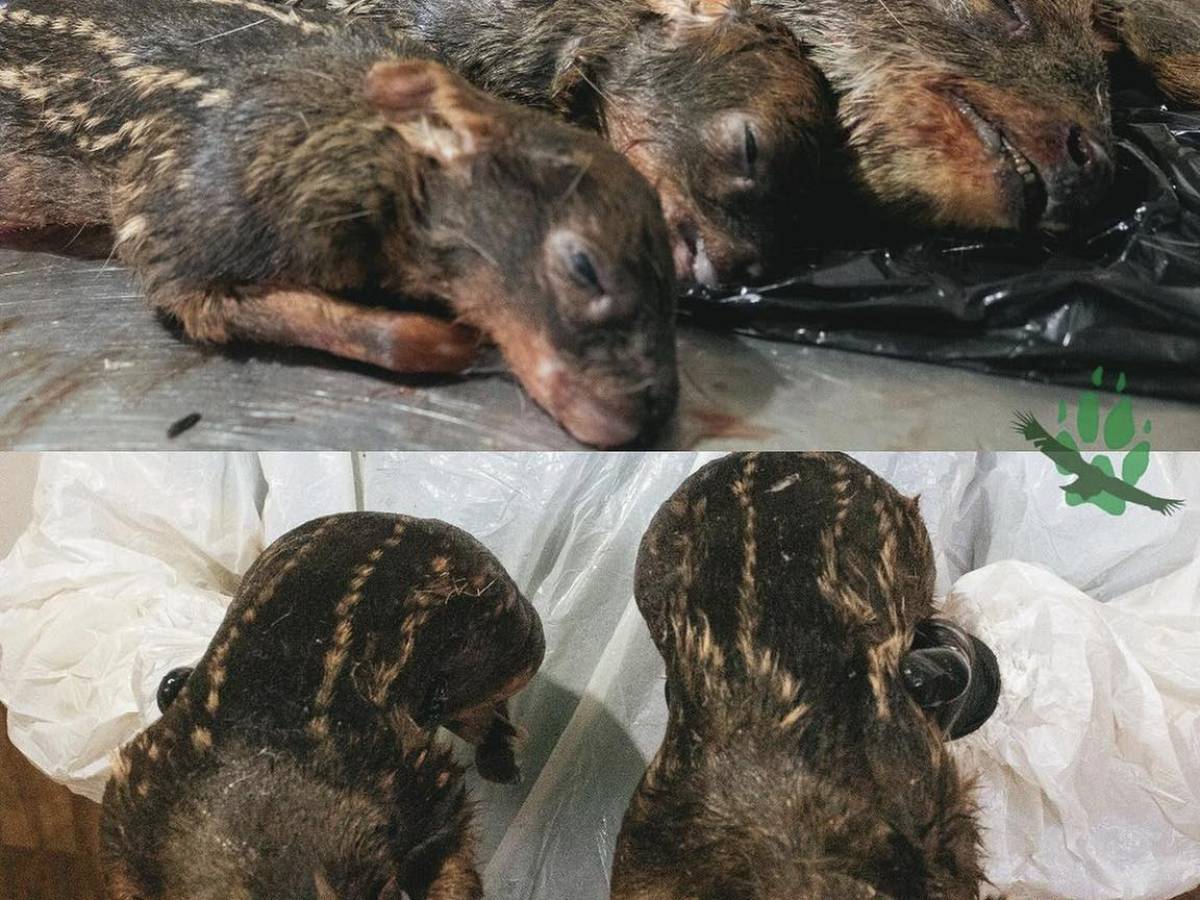 Tragedia de pudúes en Chiloé no cesa: Conmoción por muerte de hembra preñada y sus dos crías atacados por perros 