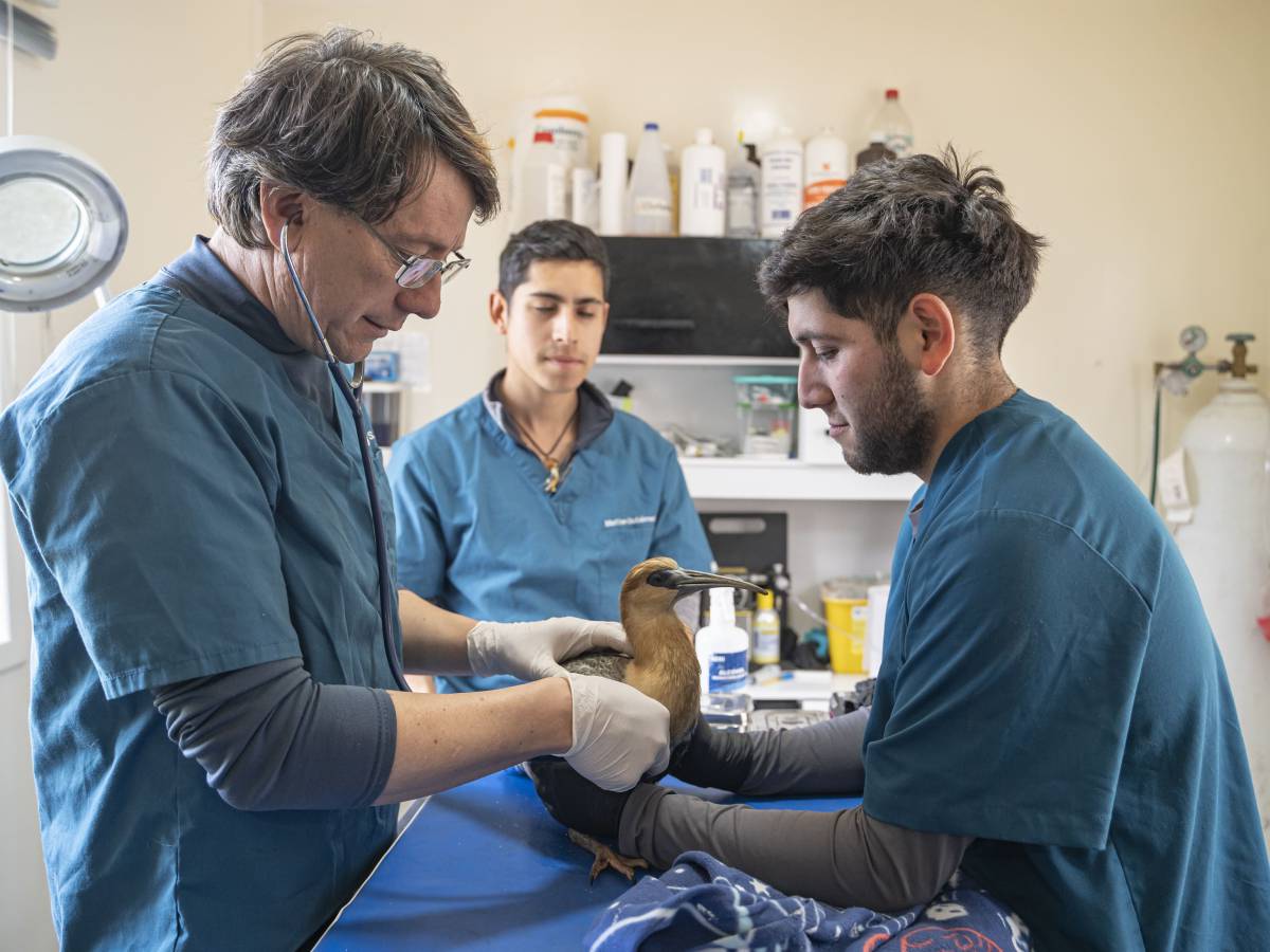 Veterinario chilote que rescata pudúes en peligro de extinción es el ganador de Nuevos Héroes 2023