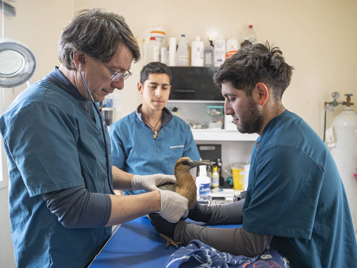 Veterinario chilote que rescata pudúes en peligro de extinción es el ganador de Nuevos Héroes 2023