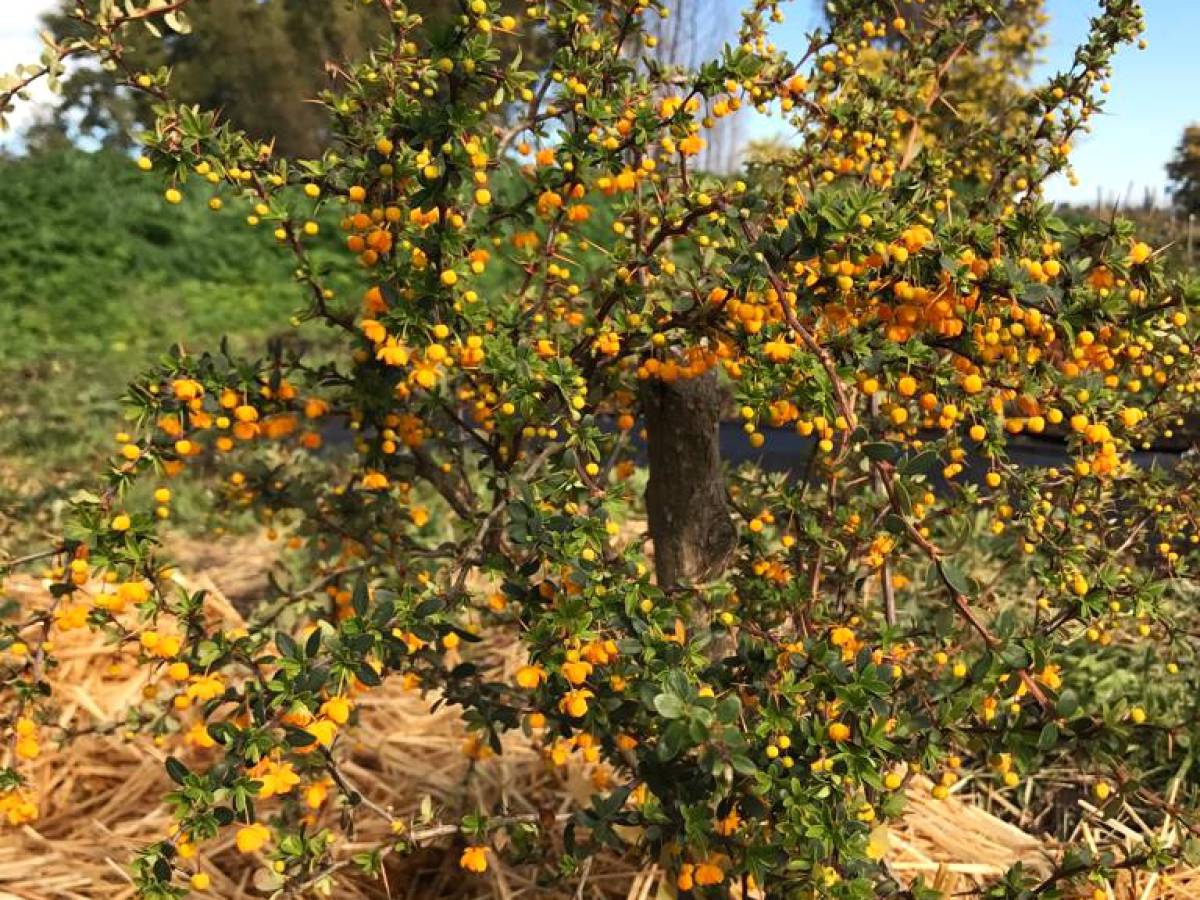La apuesta de INIA por tres nuevas especies frutales en Ñuble que proyectarán la agricultura regional