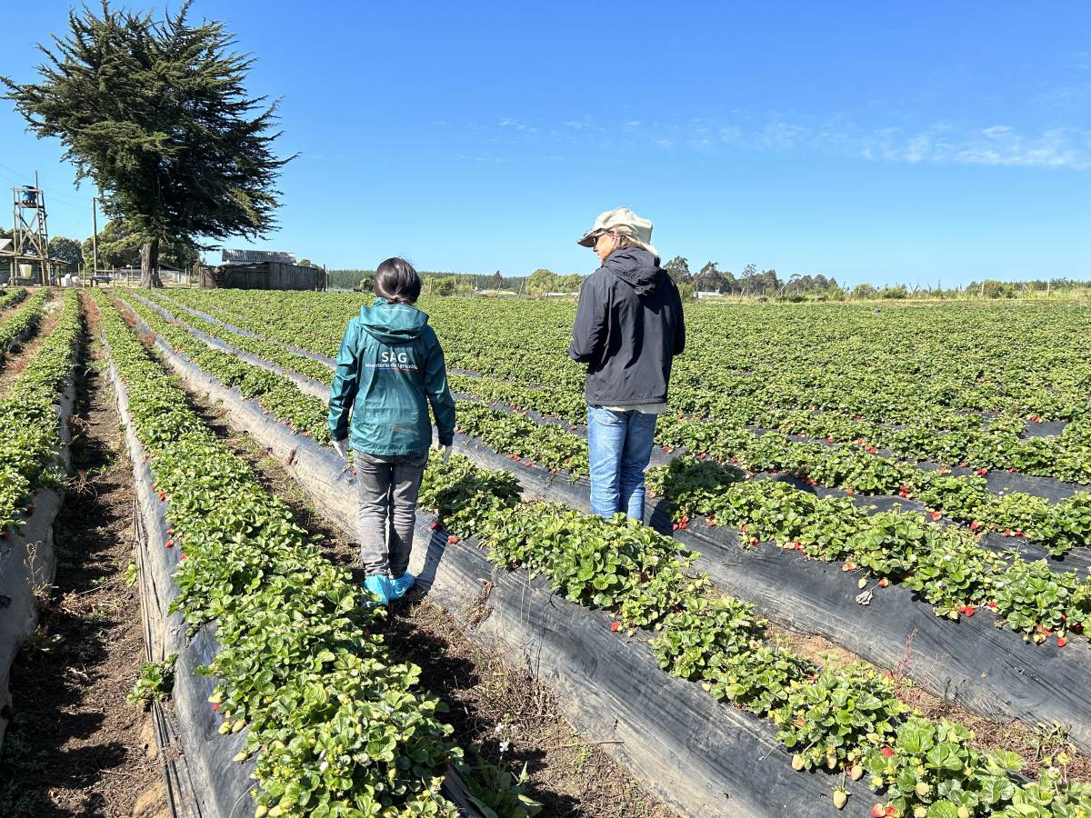 Experto estadounidense visita el Maule por plaga de Nemátodo de la Frutilla