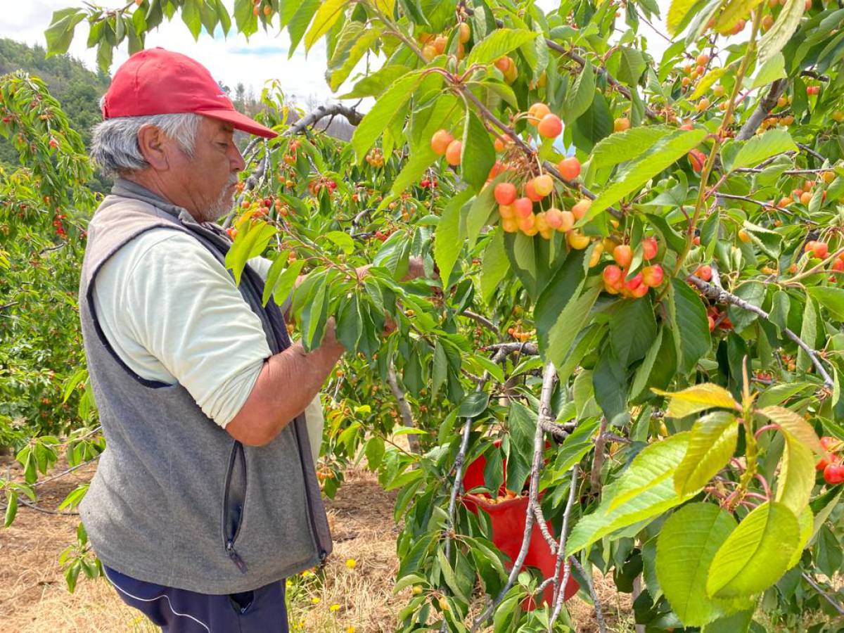 Convenio entre la municipalidad de Quillón y la universidad de Concepción busca ir en Rescate de la Cereza Corazón de Paloma 