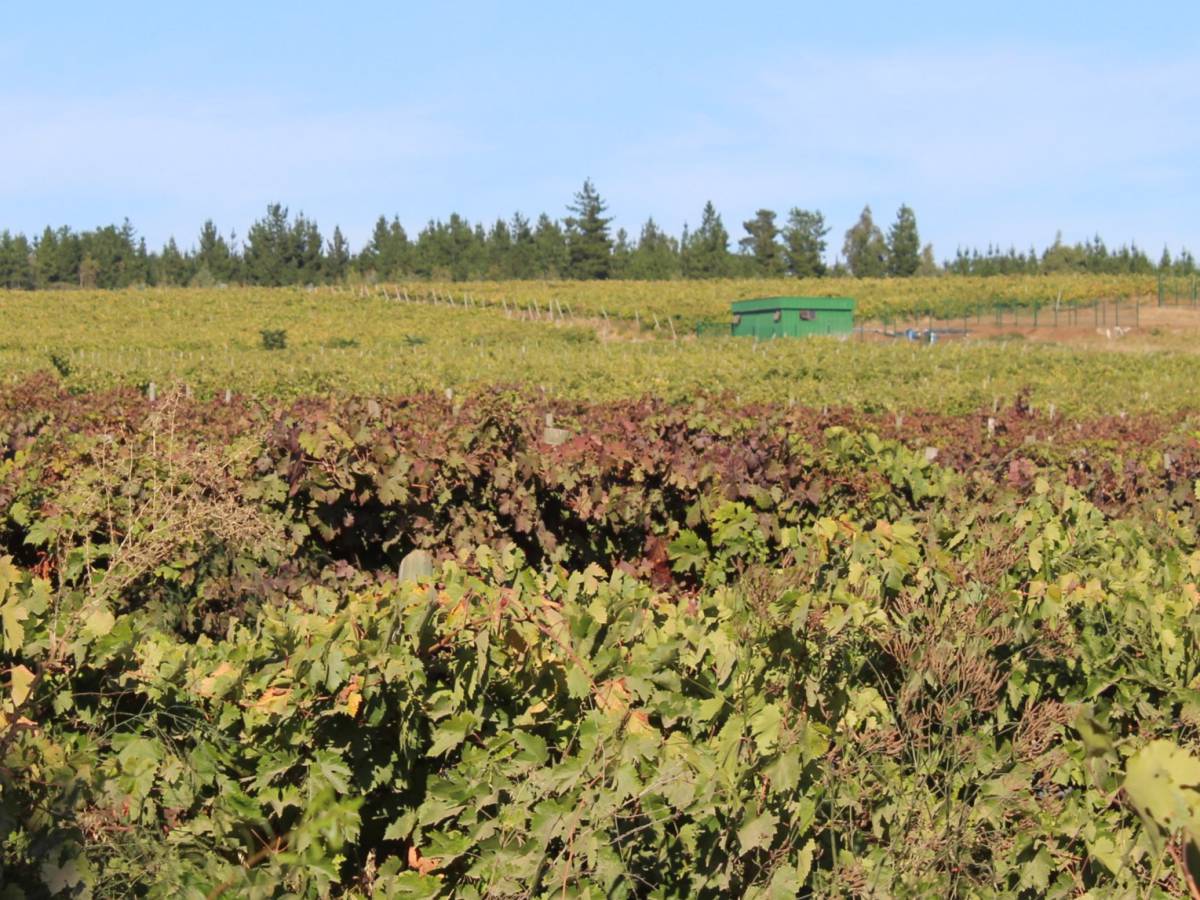 Ñuble ocupa cuarto lugar en producción de vides viníferas