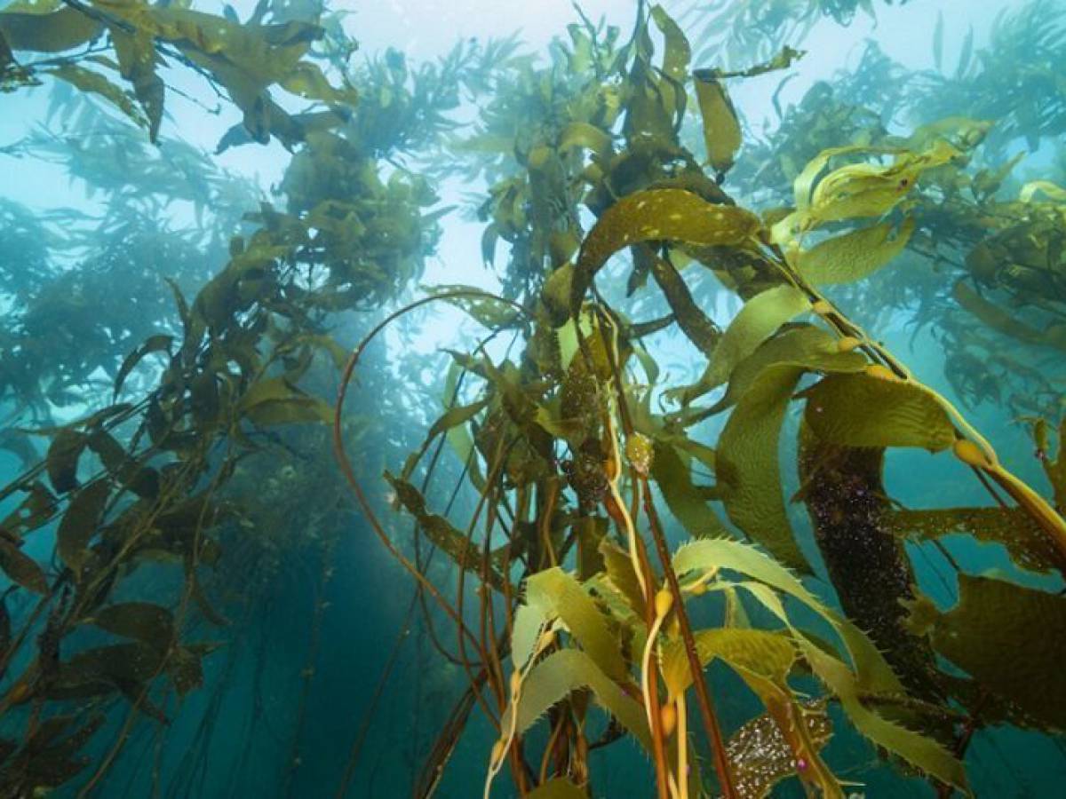 Especial bosques marinos de Chile: Lo bueno y lo malo de este 2023