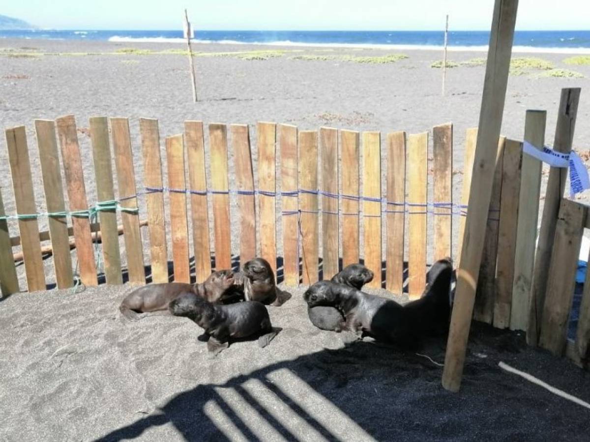Comenzó temporada de voluntariado por varamiento de crías de lobos marinos en Cobquecura