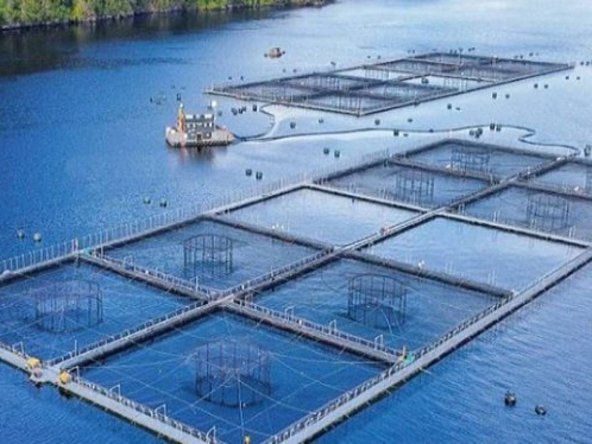 Miles de personas piden cambios a la certificación de sustentabilidad de producción salmonera.