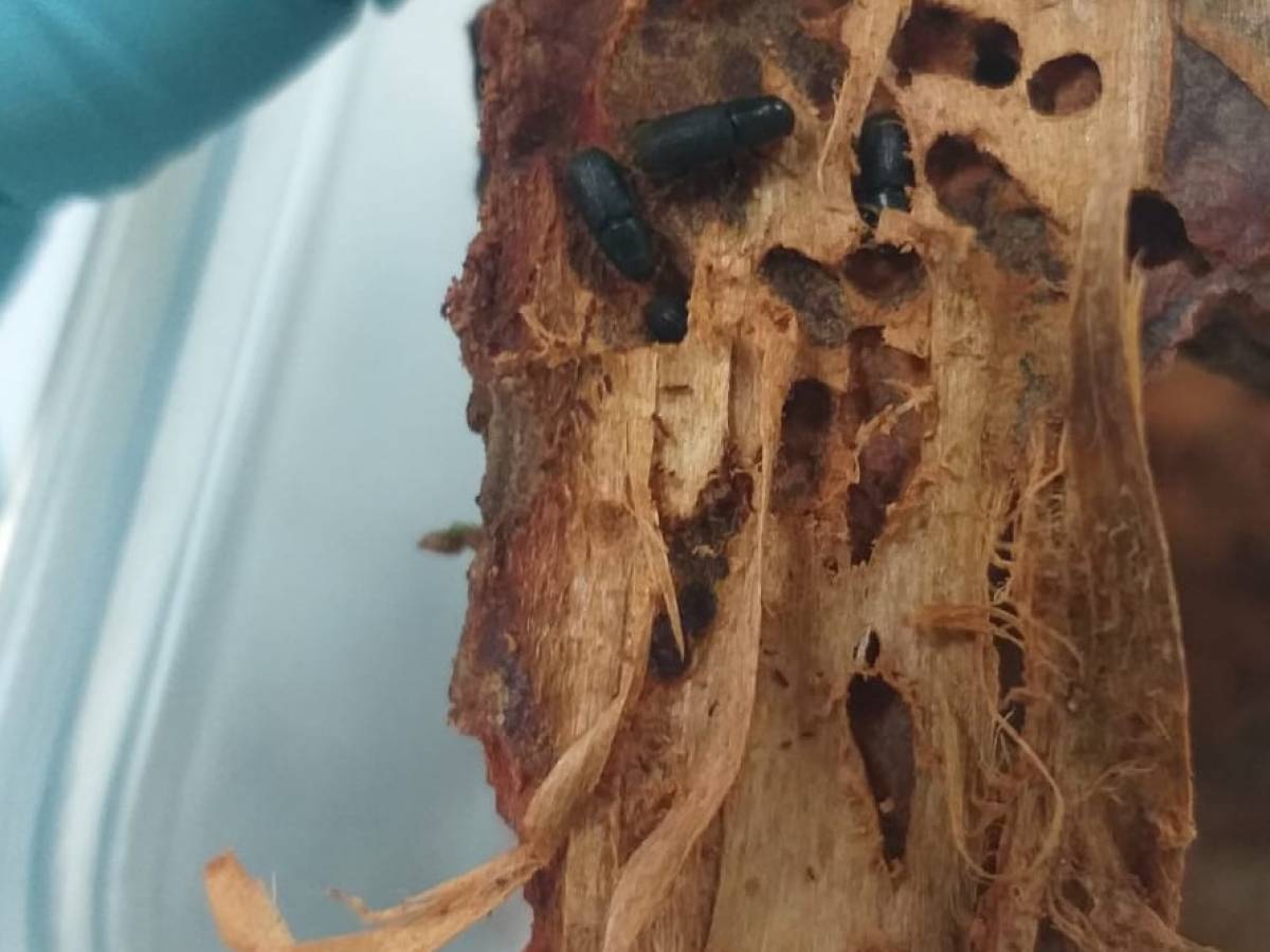 Investigadores de INIA desarrollan cebo en base a semioquímicos para controlar agresiva plaga forestal