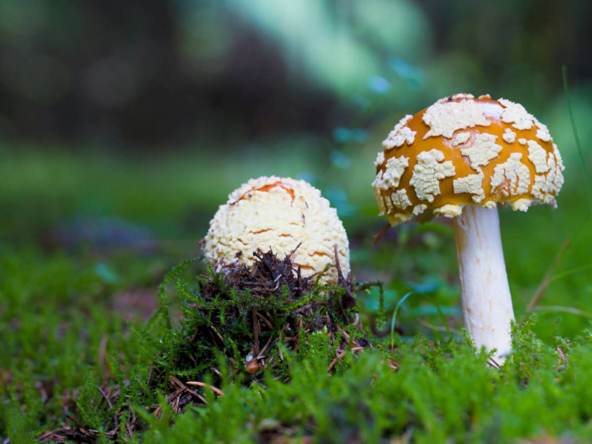 La relevancia de los hongos para el funcionamiento del planeta