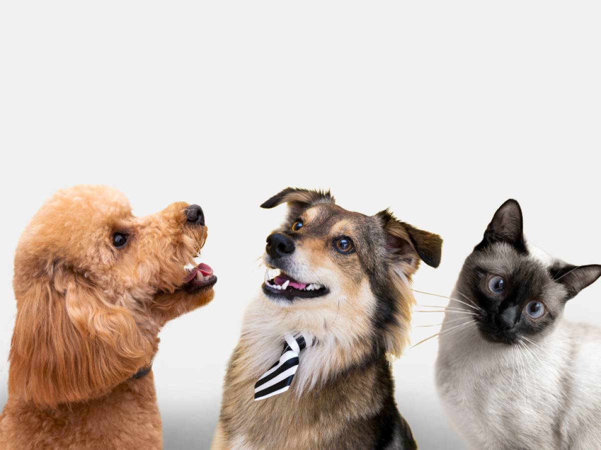Salud dental de mascotas: Cómo el caldo de hueso fortalece la dentadura y reduce el sarro 