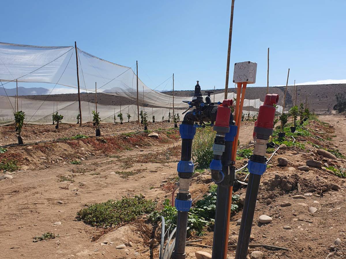 La Telemetría pavimenta el Camino a la Inteligencia Artificial en la Agricultura