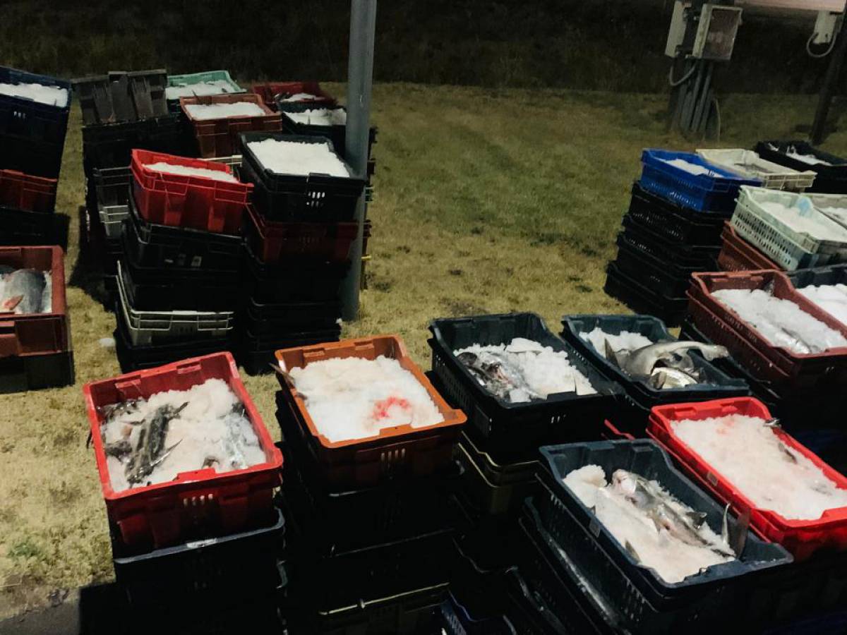 Sernapesca incauta cargamento de pescados sin origen legal en control en la Ruta 5 Sur