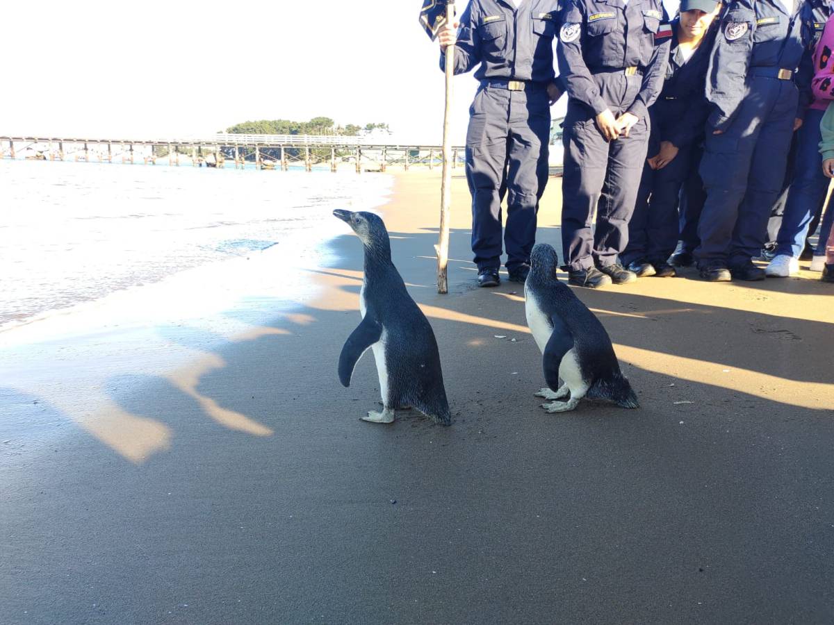 Sernapesca y Armada liberan dos pingüinos  magallánicos en la Isla Quiriquina
