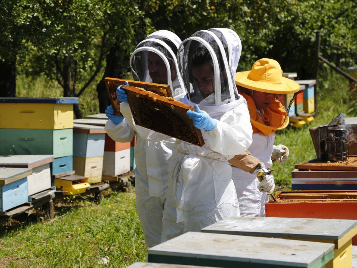 En el Día Mundial de las Abejas, SAG presenta guía sobre bienestar animal en la apicultura